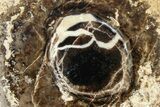 Polished Fossil Stromatolite Colony on Petrified Wood - Utah #365899-1